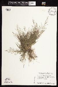 Eragrostis frankii image