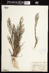Eragrostis frankii image