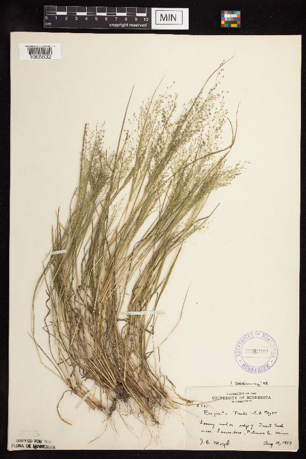 Eragrostis frankii image