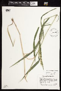 Elymus virginicus image