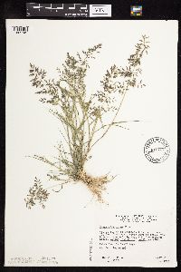 Eragrostis minor image