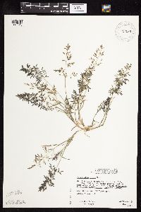 Eragrostis minor image