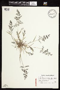 Eragrostis minor image