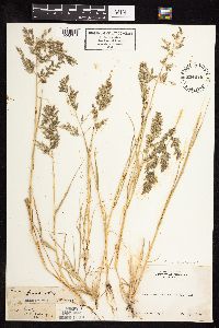 Eragrostis minor image