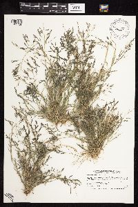 thumbnail image of current specimen