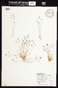 Eragrostis pectinacea image