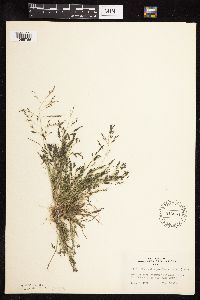 Eragrostis pectinacea var. pectinacea image