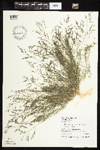 Eragrostis pectinacea image