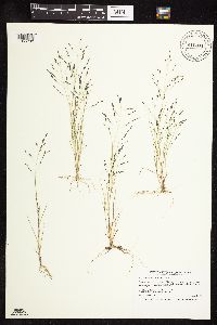 thumbnail image of current specimen