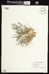Eragrostis pectinacea image