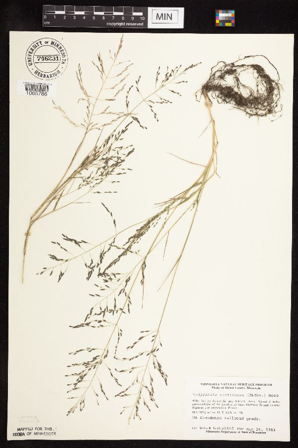 Eragrostis image