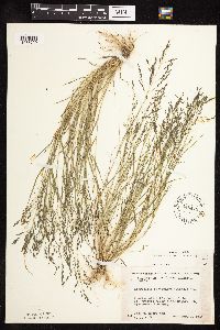 Eragrostis pectinacea image