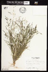 Eragrostis pectinacea image