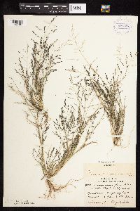 Eragrostis pectinacea image