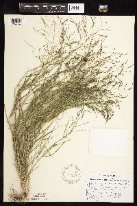 Eragrostis pectinacea image