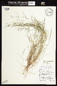 Eragrostis pectinacea var. pectinacea image