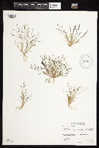 Eragrostis pectinacea image