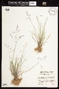 Eragrostis pectinacea image