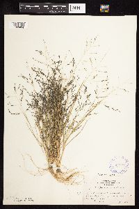 Eragrostis pectinacea image