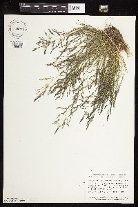 Eragrostis pectinacea image
