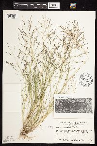 thumbnail image of current specimen