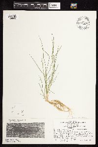 Eragrostis pectinacea image
