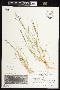 Eragrostis pectinacea var. pectinacea image