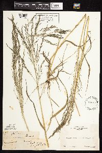 Eragrostis pilosa image
