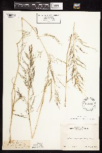 Eragrostis pilosa image