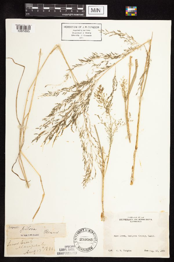 Eragrostis pilosa image