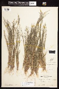 Eragrostis pilosa image