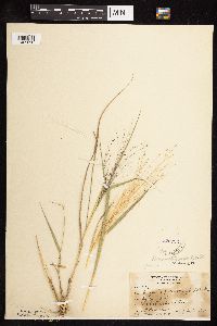 Eragrostis spectabilis image