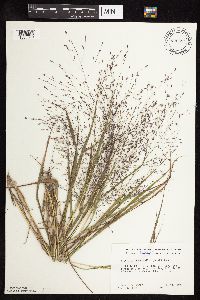 Eragrostis spectabilis image