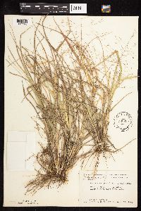 Eragrostis spectabilis image
