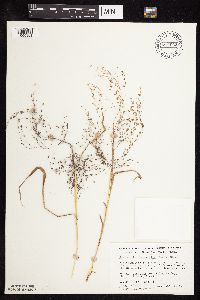 Eragrostis spectabilis image