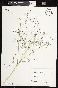 Eragrostis spectabilis image
