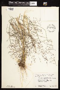 Eragrostis spectabilis image