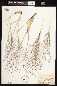 Eragrostis spectabilis image