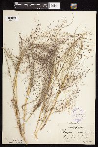 Eragrostis spectabilis image