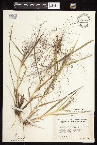 Eragrostis spectabilis image