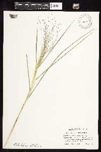Eragrostis spectabilis image