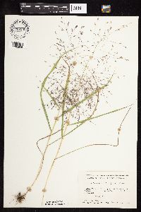 Eragrostis spectabilis image