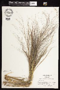 Eragrostis spectabilis image