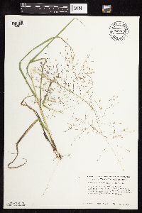 Eragrostis spectabilis image