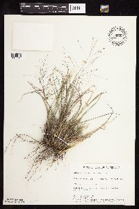 Eragrostis spectabilis image