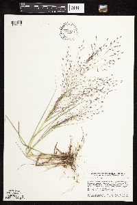 Eragrostis spectabilis image