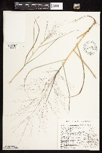 Eragrostis spectabilis image