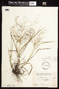 Eragrostis spectabilis image