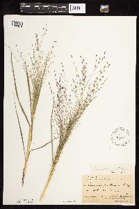 Eragrostis spectabilis image