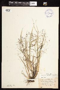 thumbnail image of current specimen